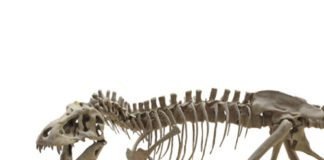t.-rex-teeth-indicate-it-ran-as-warm-as-an-elephant