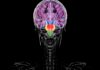 contrary-to-some-reports,-you-don’t-have-two-brains