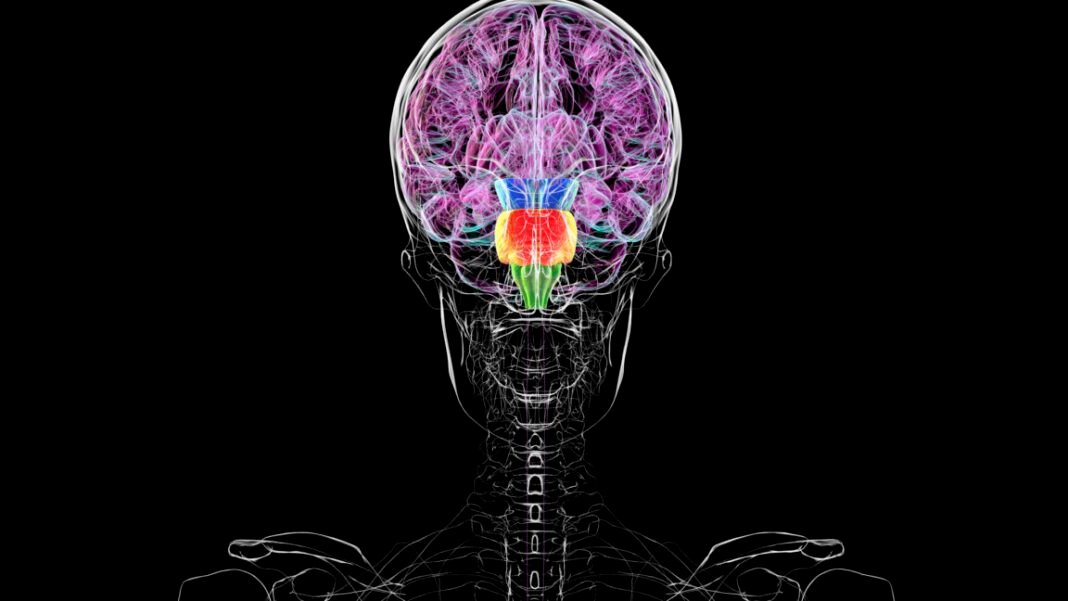 contrary-to-some-reports,-you-don’t-have-two-brains
