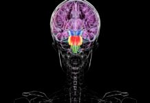 contrary-to-some-reports,-you-don’t-have-two-brains