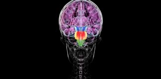 contrary-to-some-reports,-you-don’t-have-two-brains