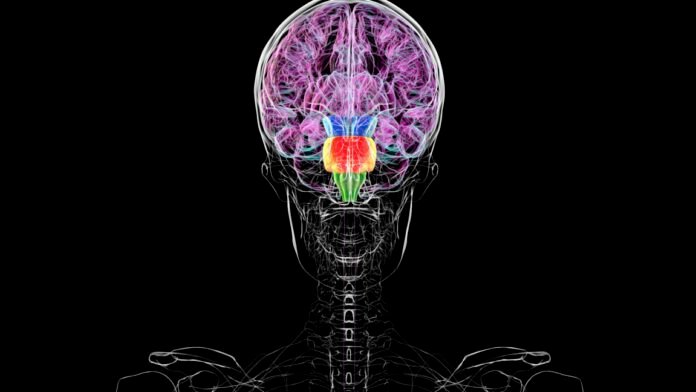 contrary-to-some-reports,-you-don’t-have-two-brains