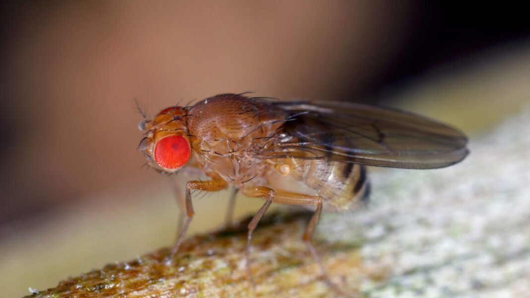 fruit-flies-remember-their-larval-diet,-which-influences-their-longevity