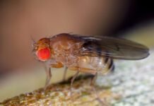 fruit-flies-remember-their-larval-diet,-which-influences-their-longevity