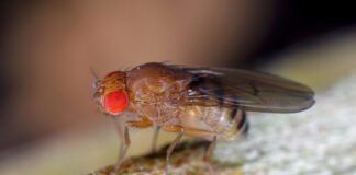 fruit-flies-remember-their-larval-diet,-which-influences-their-longevity