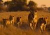 lions-and-cheetahs-and-chimps,-oh-my:-a-spotlight-on-africa’s-diverse-wildlife