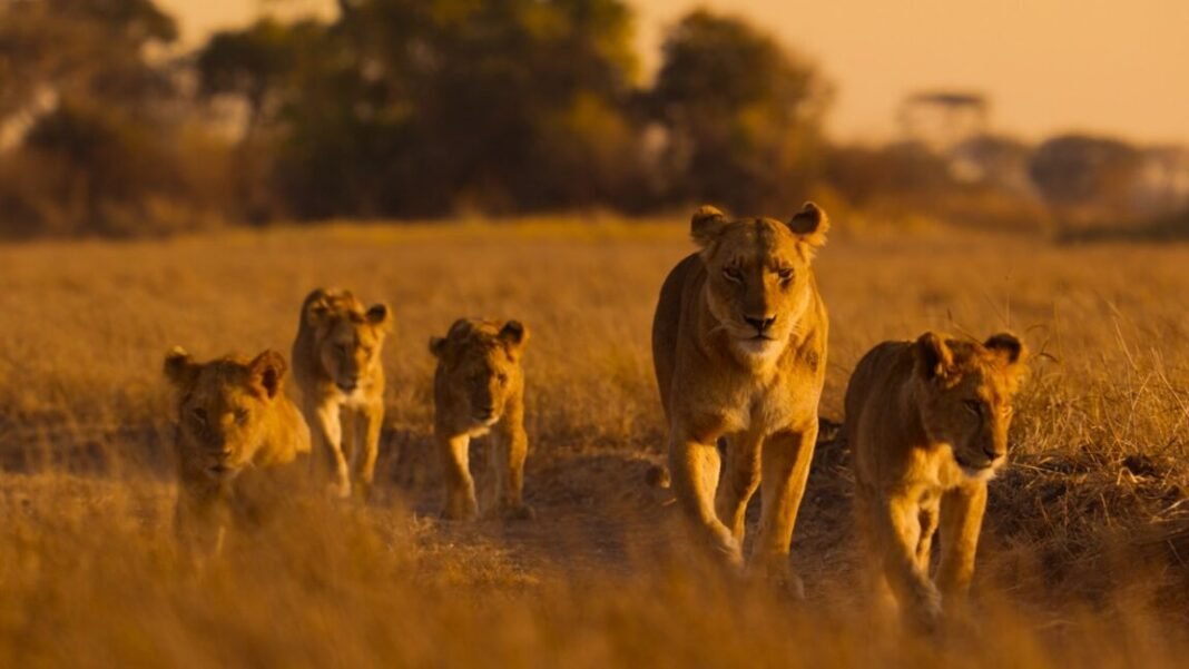 lions-and-cheetahs-and-chimps,-oh-my:-a-spotlight-on-africa’s-diverse-wildlife