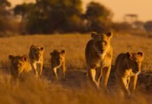 lions-and-cheetahs-and-chimps,-oh-my:-a-spotlight-on-africa’s-diverse-wildlife