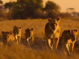 Lions and cheetahs and chimps, oh my: a spotlight on Africa’s diverse wildlife lions-and-cheetahs-and-chimps,-oh-my:-a-spotlight-on-africa’s-diverse-wildlife