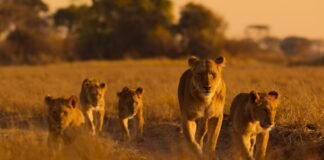 lions-and-cheetahs-and-chimps,-oh-my:-a-spotlight-on-africa’s-diverse-wildlife