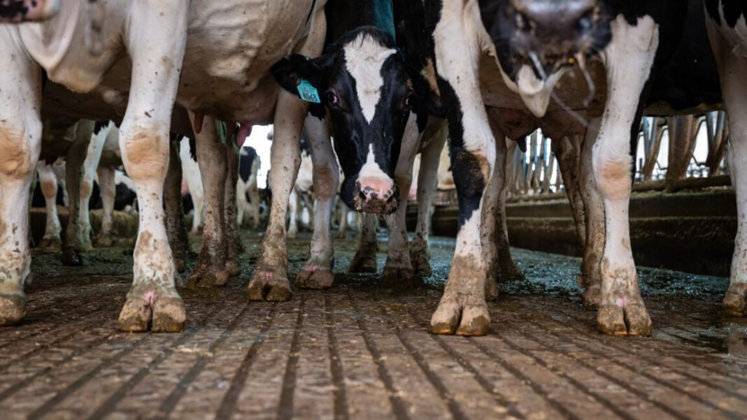 pediatricians-renew-call-to-ban-raw-milk-as-anti-science-rhetoric-reigns
