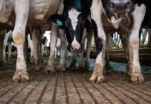 pediatricians-renew-call-to-ban-raw-milk-as-anti-science-rhetoric-reigns