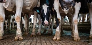 pediatricians-renew-call-to-ban-raw-milk-as-anti-science-rhetoric-reigns
