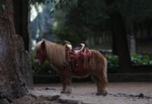 7-Month-Old Baby Dies After Freak Pony Accident in Minnesota 7-month-old-baby-dies-after-freak-pony-accident-in-minnesota