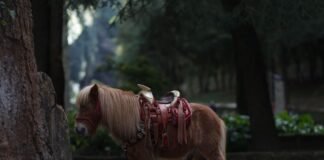 7-month-old-baby-dies-after-freak-pony-accident-in-minnesota