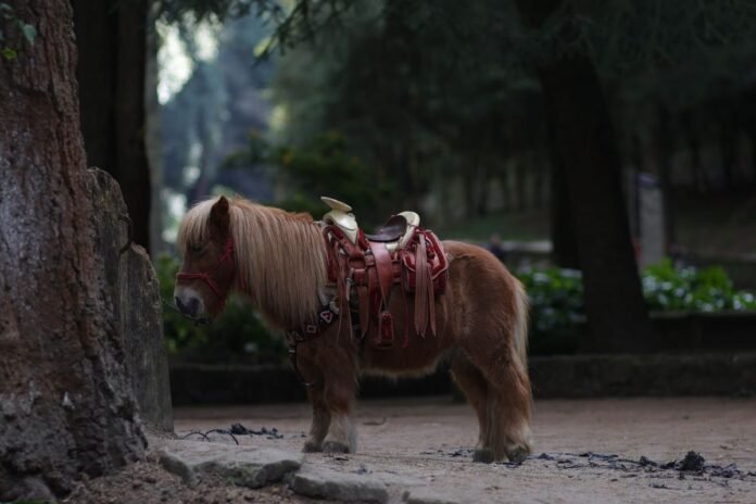 7-month-old-baby-dies-after-freak-pony-accident-in-minnesota