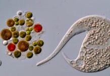 AI disqualification yields new Nikon Small World in Motion winner ai-disqualification-yields-new-nikon-small-world-in-motion-winner
