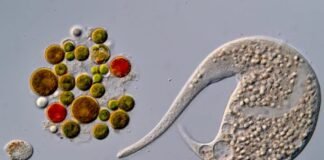 ai-disqualification-yields-new-nikon-small-world-in-motion-winner