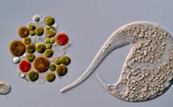 ai-disqualification-yields-new-nikon-small-world-in-motion-winner
