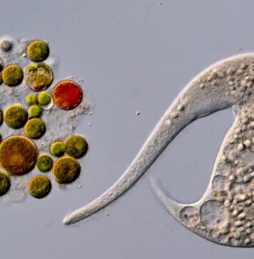ai-disqualification-yields-new-nikon-small-world-in-motion-winner