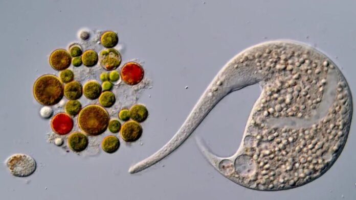ai-disqualification-yields-new-nikon-small-world-in-motion-winner