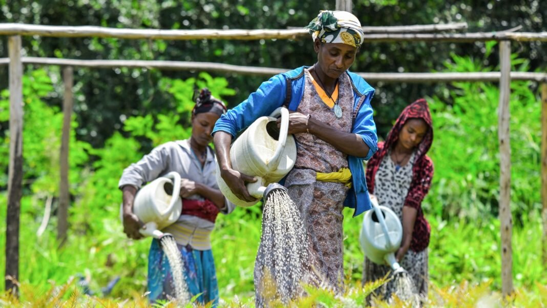 fifty-billion-seedlings:-can-ethiopia-replant-its-ravaged-forests? fifty-billion-seedlings:-can-ethiopia-replant-its-ravaged-forests?