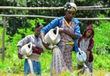 Fifty billion seedlings: Can Ethiopia replant its ravaged forests? fifty-billion-seedlings:-can-ethiopia-replant-its-ravaged-forests?