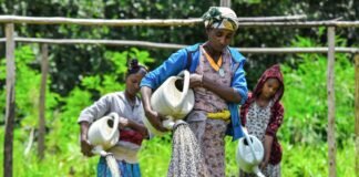fifty-billion-seedlings:-can-ethiopia-replant-its-ravaged-forests?