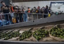 Gaza olive harvest battered by war as production plunges, farmland becomes inaccessible gaza-olive-harvest-battered-by-war-as-production-plunges,-farmland-becomes-inaccessible