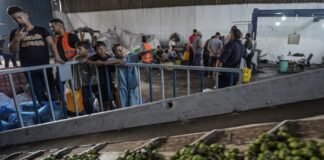 gaza-olive-harvest-battered-by-war-as-production-plunges,-farmland-becomes-inaccessible