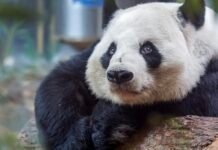 China’s panda diplomacy: how Beijing combines conservation and trade china’s-panda-diplomacy:-how-beijing-combines-conservation-and-trade