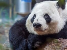 China’s panda diplomacy: how Beijing combines conservation and trade china’s-panda-diplomacy:-how-beijing-combines-conservation-and-trade