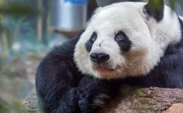 china’s-panda-diplomacy:-how-beijing-combines-conservation-and-trade