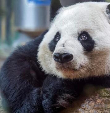 china’s-panda-diplomacy:-how-beijing-combines-conservation-and-trade