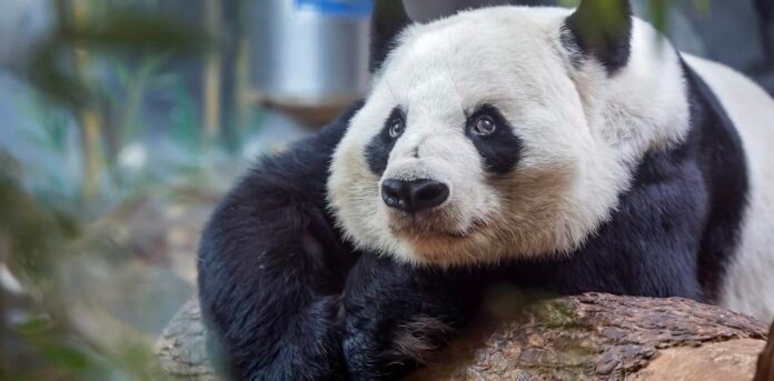 china’s-panda-diplomacy:-how-beijing-combines-conservation-and-trade