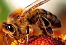 high-speed-video-reveals-how-honey-bee-stingers-pump-venom
