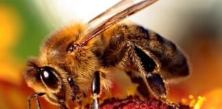 high-speed-video-reveals-how-honey-bee-stingers-pump-venom