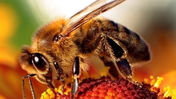 high-speed-video-reveals-how-honey-bee-stingers-pump-venom