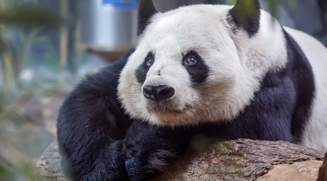 how-beijing-combines-conservation-and trade-in-panda-diplomacy