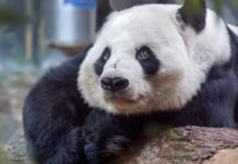 how-beijing-combines-conservation-and trade-in-panda-diplomacy