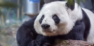 how-beijing-combines-conservation-and trade-in-panda-diplomacy