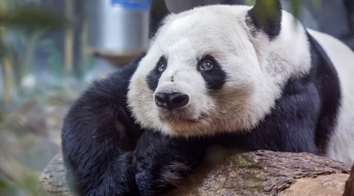 how-beijing-combines-conservation-and trade-in-panda-diplomacy