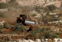 israeli-rabbi-permits-occupiers-to-steal-palestinian-olive-harvest-in-west-bank