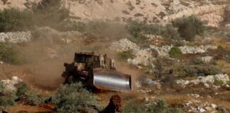 israeli-rabbi-permits-occupiers-to-steal-palestinian-olive-harvest-in-west-bank