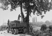 the-tree-at-panmunjom-vividly-revisits-1976-tensions