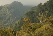 indonesia-primed-to-lead-a-global-south-forest-protection-bloc