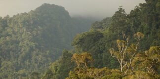 indonesia-primed-to-lead-a-global-south-forest-protection-bloc