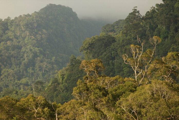 indonesia-primed-to-lead-a-global-south-forest-protection-bloc
