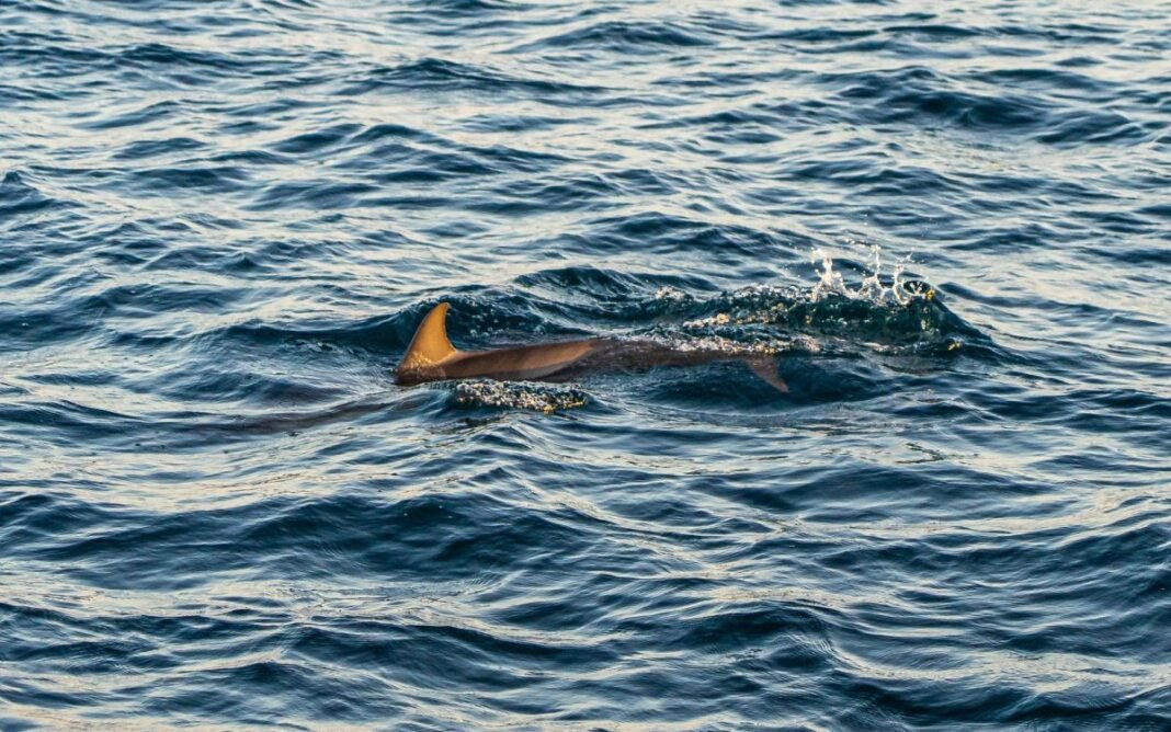 survivors-of-boat-capsize-attacked-by-sharks survivors-of-boat-capsize-attacked-by-sharks