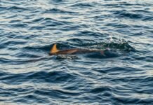 survivors-of-boat-capsize-attacked-by-sharks